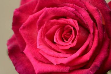 Gri arka plan üzerinde güzel gül çiçek 