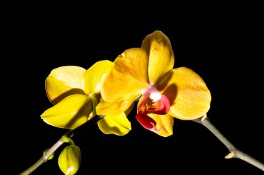 siyah arka plan üzerine izole sarı orkide çiçek