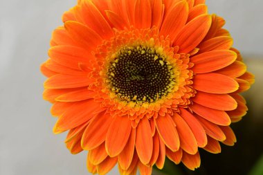 Güzel parlak Gerbera çiçeği, kapat