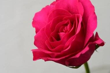 Gri arka plan üzerinde güzel gül çiçek 