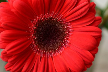 Güzel parlak Gerbera çiçeği, kapat