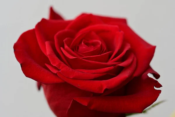 Beautiful Rose Flower Grey Background Stock Photo