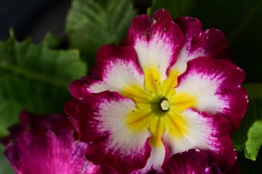 Güzel çiçekler, çiçek konsepti 