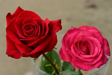 Güzel parlak güller, kapat