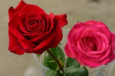 Güzel parlak güller, kapat