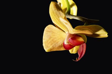 siyah arka plan üzerine izole sarı orkide çiçek