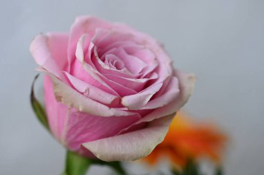 beyaz zemin üzerinde güzel pembe Gül çiçek