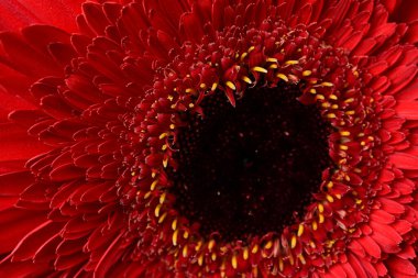 Güzel parlak Gerbera çiçeği, kapat