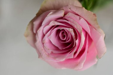 beyaz zemin üzerinde güzel pembe Gül çiçek