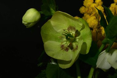 Karanlık arka planda güzel bahar çiçekleri. bahar konsepti.