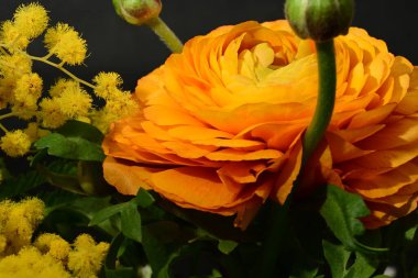 Karanlık arka planda güzel bahar çiçekleri. bahar konsepti.