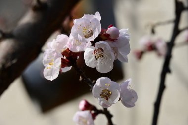 Bahçede çiçek açan güzel kiraz ağacı.