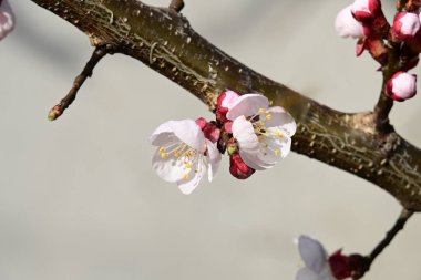 Bahçedeki ağaçta güzel kiraz çiçekleri