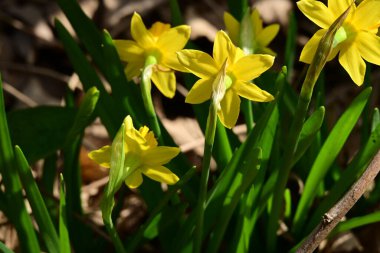 Bahçedeki nergis çiçeğine yaklaş. 