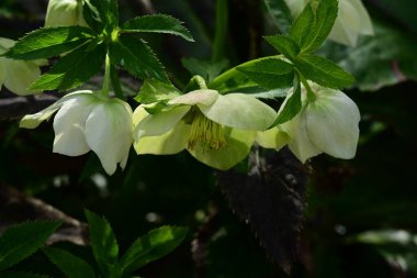 Bahçedeki güzel çiçekleri kapat. 