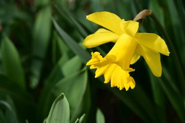 Bahçedeki nergis çiçeğine yaklaş. 