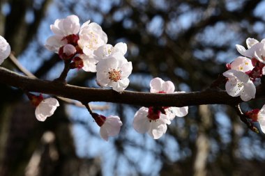 Bahçede kiraz çiçekleri açıyor.