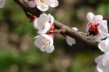 Bahçede kiraz çiçekleri açıyor.
