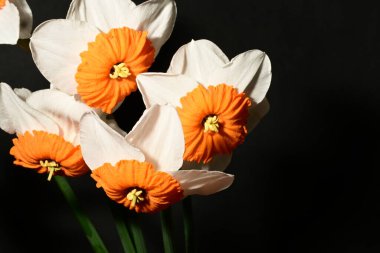 Karanlık arka planda güzel bahar nergisleri. bahar konsepti.