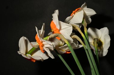 Karanlık arka planda güzel bahar nergisleri. bahar konsepti.