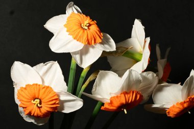 Karanlık arka planda güzel bahar nergisleri. bahar konsepti.