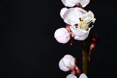 Bahçedeki ağaçta güzel kiraz çiçekleri