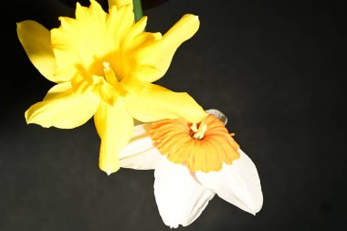 Karanlık arka planda güzel bahar nergisleri. bahar konsepti.