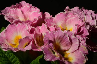 Karanlık arka planda güzel bahar çiçekleri. bahar konsepti.