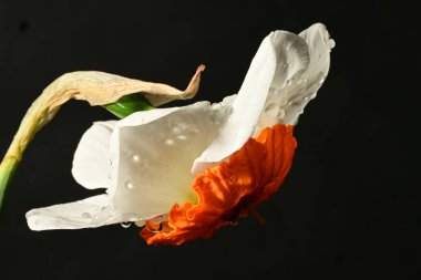 Karanlık arka planda güzel bir bahar nergis çiçeği. bahar konsepti.