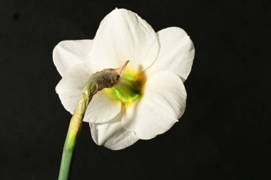 Karanlık arka planda güzel bir bahar nergis çiçeği. bahar konsepti.