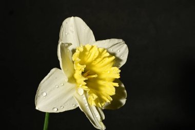 Karanlık arka planda güzel bir bahar nergis çiçeği. bahar konsepti.