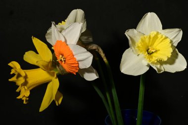 Karanlık arka planda güzel bahar nergisleri. bahar konsepti.