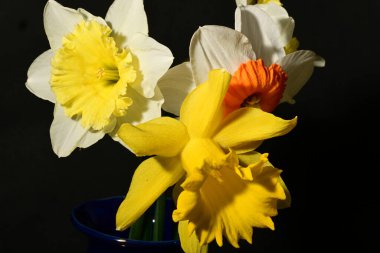 Karanlık arka planda güzel bahar nergisleri. bahar konsepti.