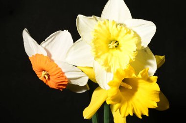 Karanlık arka planda güzel bahar nergisleri. bahar konsepti.