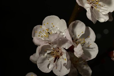 Bahçedeki ağaçta güzel kiraz çiçekleri