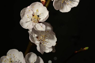 Bahçedeki ağaçta güzel kiraz çiçekleri