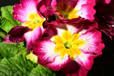 Karanlık arka planda güzel çiçekler. bahar konsepti.