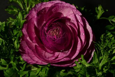 Karanlık arka planda güzel bir bahar çiçeği. bahar konsepti.