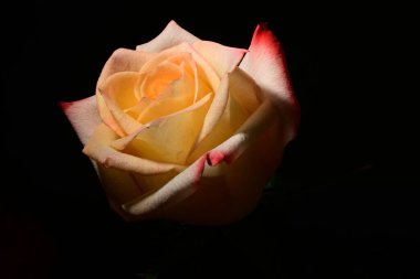 Koyu arkaplanda güzel bir gül çiçeği. bahar konsepti.