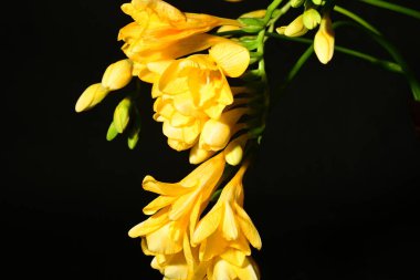 Karanlık arka planda güzel çiçekler. bahar konsepti.