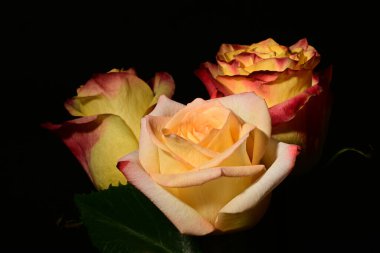 Koyu arkaplanda güzel gül çiçekleri. bahar konsepti.