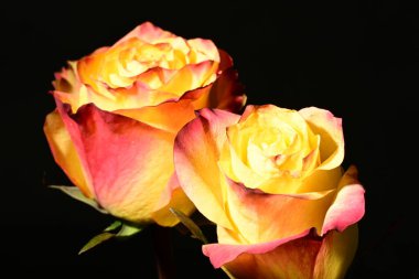 Koyu arkaplanda güzel gül çiçekleri. bahar konsepti.