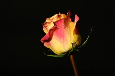 Koyu arkaplanda güzel bir gül çiçeği. bahar konsepti.