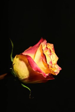 Koyu arkaplanda güzel bir gül çiçeği. bahar konsepti.