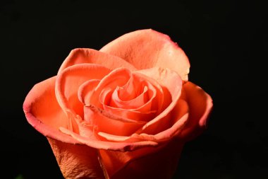 Koyu arkaplanda güzel bir gül çiçeği. bahar konsepti.