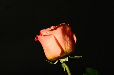 Koyu arkaplanda güzel bir gül çiçeği. bahar konsepti.