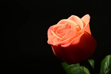 Koyu arkaplanda güzel bir gül çiçeği. bahar konsepti.