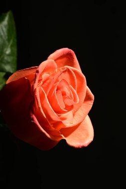 Koyu arkaplanda güzel bir gül çiçeği. bahar konsepti.