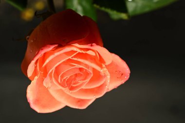 Koyu arkaplanda güzel bir gül, yaz konsepti, yakın görüş