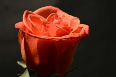 Koyu arkaplanda güzel bir gül, yaz konsepti, yakın görüş